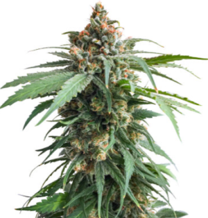 1719504760619.png 1719504760619.png