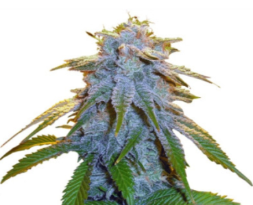 1719504798679.png 1719504798679.png