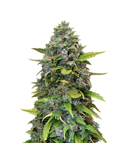 1719509291745.png 1719509291745.png