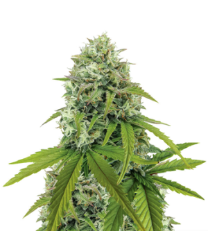 1719509298671.png 1719509298671.png