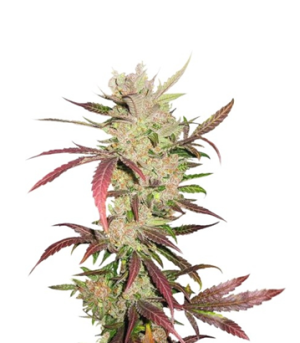 1719581693487.png 1719581693487.png