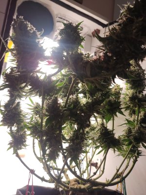 IMG_20240701_022851.jpg IMG_20240701_022851.jpg