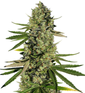 1720008847576.png 1720008847576.png