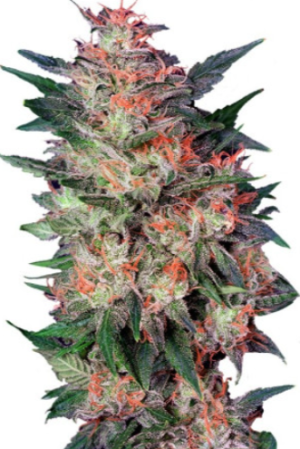 1720008883201.png 1720008883201.png