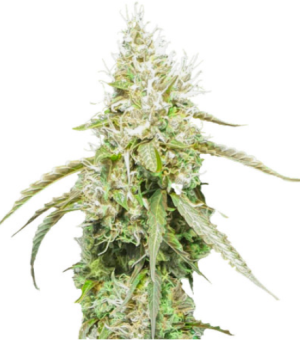 1720008942073.png 1720008942073.png