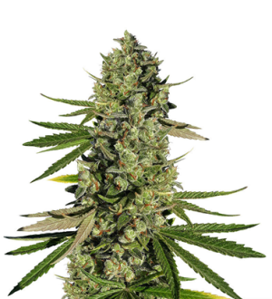 1720516599033.png 1720516599033.png