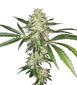 1720603473205.png 1720603473205.png