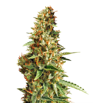 1720707424962.png 1720707424962.png