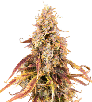 1720707472734.png 1720707472734.png