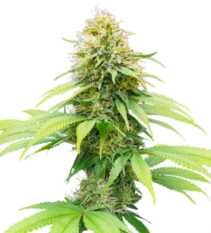 1720708890318.png 1720708890318.png