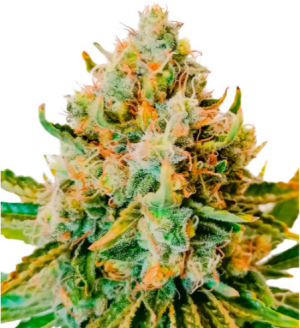 permanent.png permanent.png