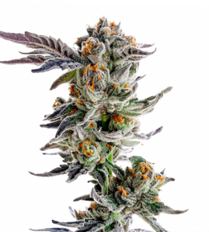 1720800204330.png 1720800204330.png