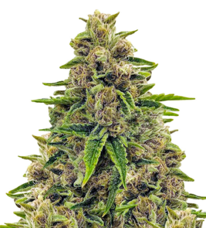 1720800207574.png 1720800207574.png