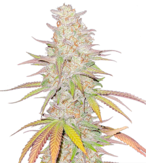 1720800211402.png 1720800211402.png