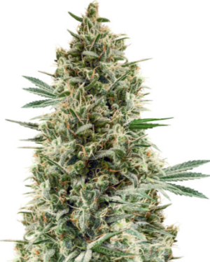 1720802313741.png 1720802313741.png