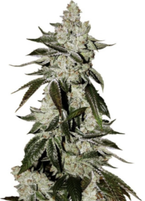 1721259114047.png 1721259114047.png