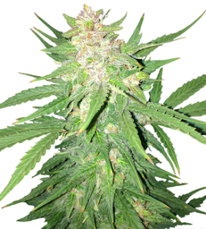 1721312091248.png 1721312091248.png