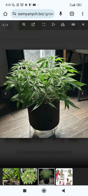 Screenshot_2024-07-20-09-51-01-679_com.android.chrome.jpg Screenshot_2024-07-20-09-51-01-679_com.android.chrome.jpg