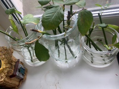 IMG_1103.jpeg IMG_1103.jpeg