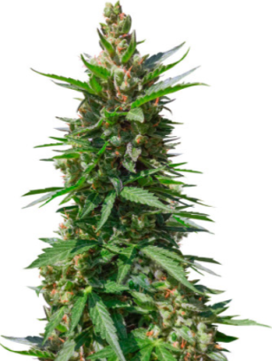 1721654812544.png 1721654812544.png