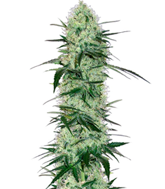 1721736359014.png 1721736359014.png