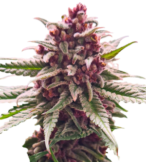 1721736362492.png 1721736362492.png