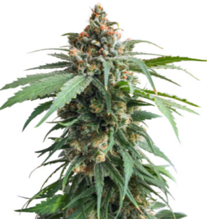 1721748545717.png 1721748545717.png