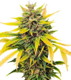 1721776755039.png 1721776755039.png