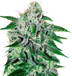 1721776775851.png 1721776775851.png