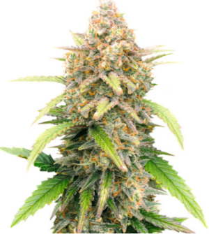 1721820443005.png 1721820443005.png