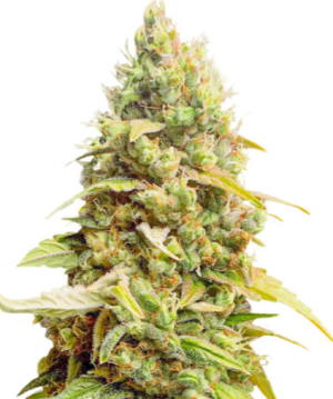 1721820537804.png 1721820537804.png