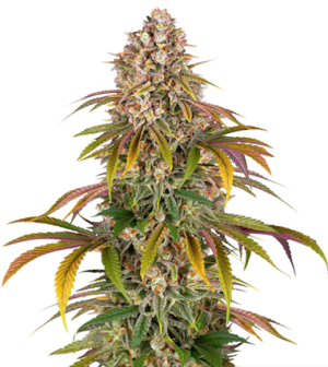 1721898392656.png 1721898392656.png