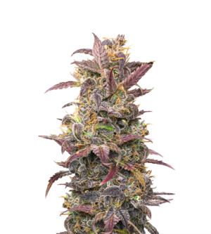 1721898408698.png 1721898408698.png