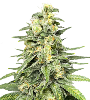 1721898439603.png 1721898439603.png