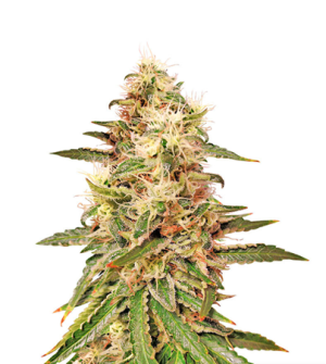 1721898447504.png 1721898447504.png