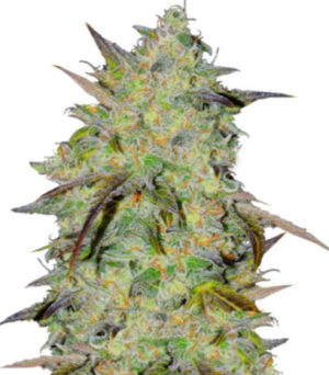 1721905296545.png 1721905296545.png