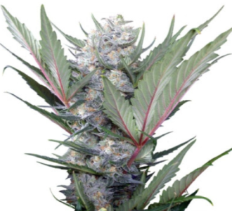 1721905708679.png 1721905708679.png