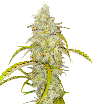 1721912103293.png 1721912103293.png