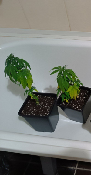 1722280346801.png 1722280346801.png