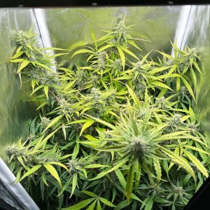 IMG_4933.jpeg IMG_4933.jpeg