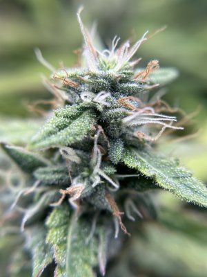 IMG_4914.jpeg IMG_4914.jpeg