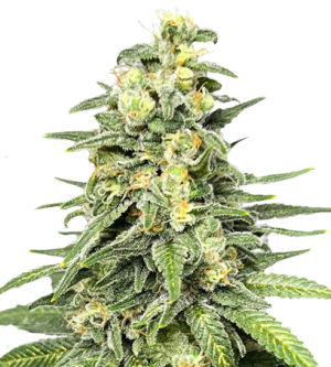 1722347738692.png 1722347738692.png