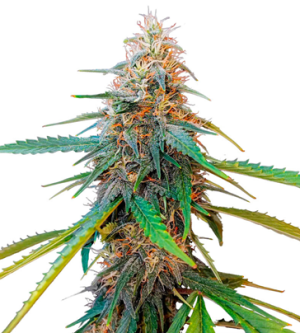 1722347742762.png 1722347742762.png