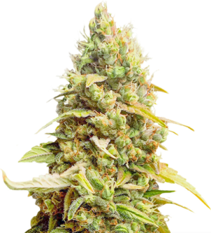 1722347747005.png 1722347747005.png