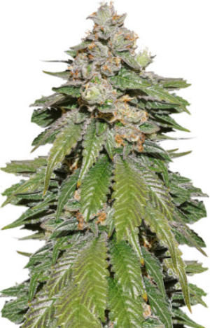 1722365699222.png 1722365699222.png