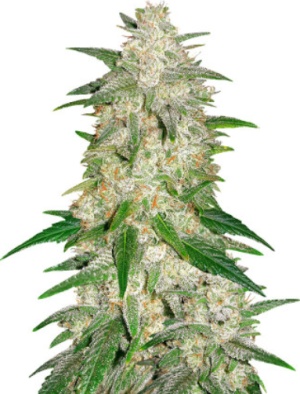 1722365725973.png 1722365725973.png