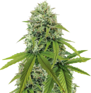 1722424385052.png 1722424385052.png