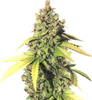 1722424432413.png 1722424432413.png