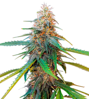 1722434131539.png 1722434131539.png