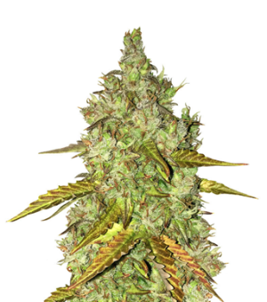 1722434134968.png 1722434134968.png